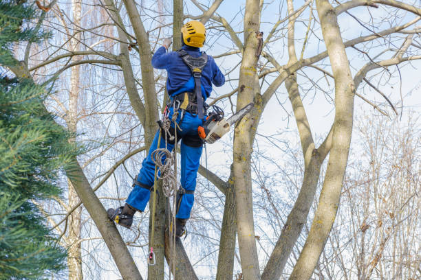 Best Stump Grinding and Removal  in Waymart, PA