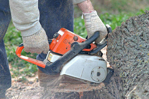 How Our Tree Care Process Works  in  Waymart, PA